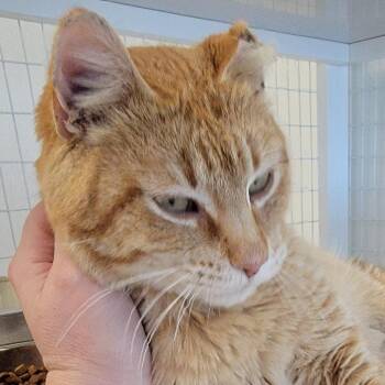 Domestic Short Hair Cats Available for Adoption - Cisco | PetCurious