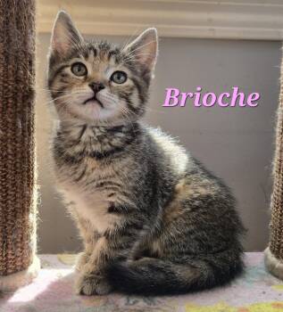 Domestic Short Hair Cats Available for Adoption in Montreal, Quebec - Brioche (needs A Cat Friend) | PetCurious