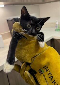 ORCA -  Domestic Short Hair Cat for Adoption in Baytown, Texas - ORCA | PetCurious