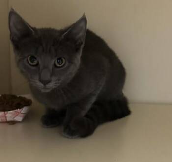 Tegan - ADOPTED -  Domestic Short Hair Cat for Adoption in Chamblee, Georgia - Tegan - ADOPTED | PetCurious