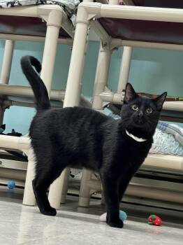 Domestic Short Hair Cats Available for Adoption - Jimmy | PetCurious