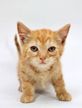 Ron -  Domestic Medium Hair and Domestic Short Hair Cat Available for Adoption in Morton Grove, Illinois - Ron | PetCurious