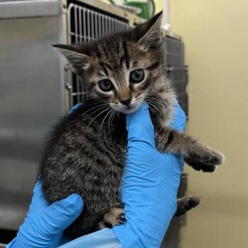 Jupiter -  Domestic Short Hair Cat Available for Adoption in West Palm Beach, Florida - Jupiter | PetCurious