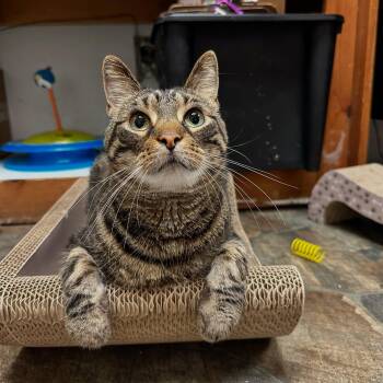 Rescue Domestic Short Hair Cats for Adoption in Mcdonald, Pennsylvania - Juju | PetCurious