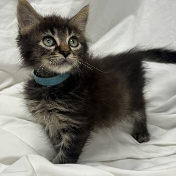 Linus -  Domestic Long Hair Cat for Adoption in Fredericksburg, Virginia - Linus | PetCurious
