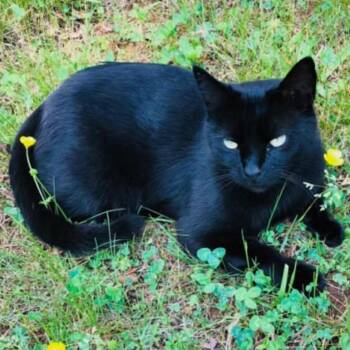 Domestic Short Hair Cats Available for Adoption in Harrisonburg, Virginia - Blackie | PetCurious