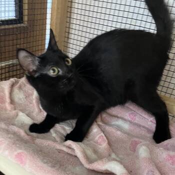 Freck -  Domestic Short Hair Cat for Adoption in Wappingers Falls, New York - Freck | PetCurious