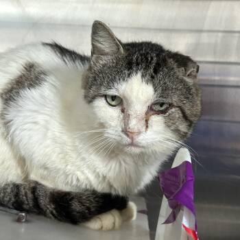 Domestic Short Hair Cats Available for Adoption in Austin, Texas - Tamagotch Me | PetCurious