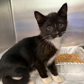 Darrell Meatloaf -  Domestic Short Hair Cat for Adoption in Greensboro, North Carolina - Darrell Meatloaf | PetCurious