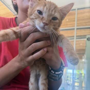 Jim FKA Bluebell kitten 4 -  Domestic Short Hair Cat for Adoption in Leander, Texas - Jim FKA Bluebell Kitten 4 | PetCurious