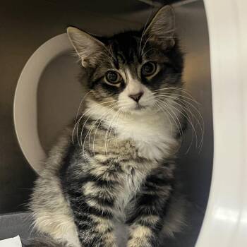 Electric Griddle -  Domestic Medium Hair Cat for Adoption in Providence, Rhode Island - Electric Griddle | PetCurious