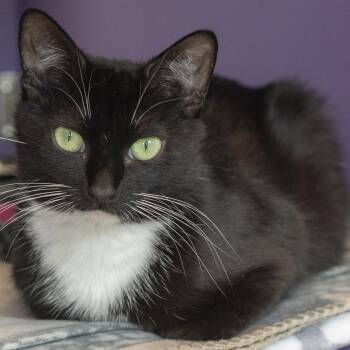 Tuna -  Domestic Short Hair Cat for Adoption in Pontiac, Michigan - Tuna | PetCurious