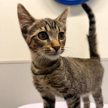 Domestic Short Hair Cats Available for Adoption in Tampa, Florida - Radio | PetCurious