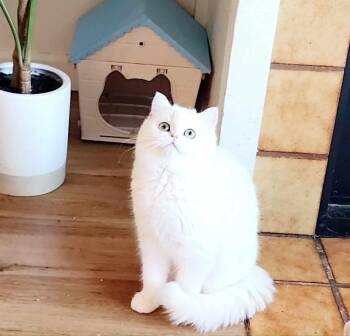 British Shorthair Cats Available for Adoption in Kirkland, Washington - Olive- Shyer Girl! Needs A Buddy! | PetCurious