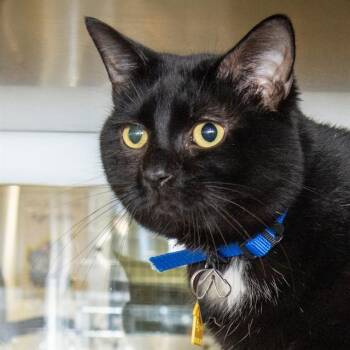 Domestic Short Hair Cats Available for Adoption - EDGAR | PetCurious