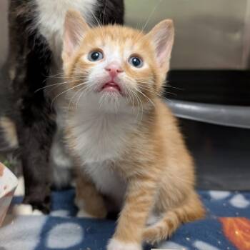 Agamemnon -  Domestic Short Hair Cat Available for Adoption in Titusville, Florida - Agamemnon | PetCurious