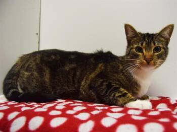 Domestic Short Hair Cats Available for Adoption - CANDACE | PetCurious