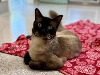Chandler -  Balinese Cat for Adoption in Portland, Oregon - Chandler | PetCurious