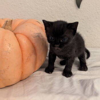 Rescue Domestic Short Hair Cats for Adoption in San Jose, California - Spice Cake | PetCurious