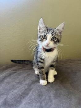 Bru -  Domestic Short Hair Cat Available for Adoption in San Diego, California - Bru | PetCurious