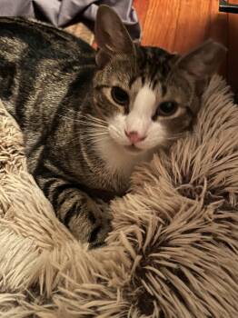 Rescue Domestic Short Hair Cats for Adoption in Clifton, New Jersey - Pete | PetCurious