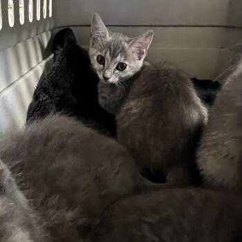 Tush -  Domestic Short Hair Cat for Adoption in Mt. Juliet, Tennessee - Tush | PetCurious