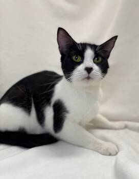 Domestic Short Hair and Tuxedo Cats Available for Adoption in Greensboro, North Carolina - Celeste | PetCurious