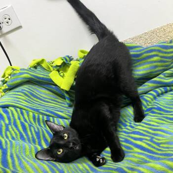 Gnocchi -  Domestic Short Hair Cat for Adoption in Riverwoods, Illinois - Gnocchi | PetCurious