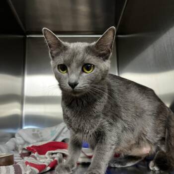 Salsa -  Domestic Short Hair Cat for Adoption in Harrisville, West Virginia - Salsa | PetCurious