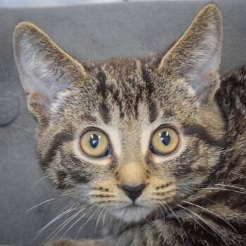 Rescue Tabby and Domestic Short Hair Cats for Adoption in Huntley, Illinois - Clementine | PetCurious