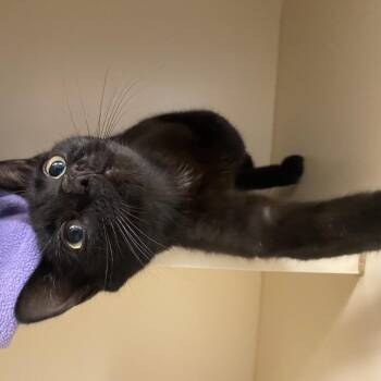 Biscotti -  Domestic Short Hair Cat for Adoption in Dayton, Ohio - Biscotti | PetCurious