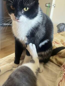 Mango -  Domestic Short Hair Cat for Adoption - Mango | PetCurious