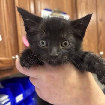 Domestic Short Hair Cats Available for Adoption in Tupelo, Mississippi - Dory - 050804U | PetCurious