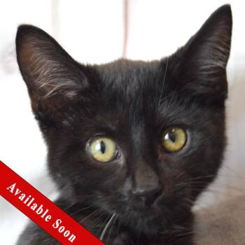 Castiel -  Bombay and Domestic Short Hair Cat for Adoption in Huntley, Illinois - Castiel | PetCurious
