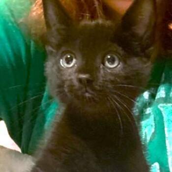 Bombay Cats Available for Adoption - JOYOUS JAVA - SWEETEST BOMBAY KITTEN! | PetCurious