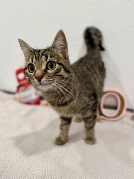 Domestic Short Hair Cats Available for Adoption - Sadie | PetCurious