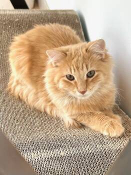 Domestic Medium Hair Cats Available for Adoption - Lion | PetCurious