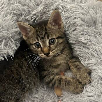 Rescue Domestic Short Hair Cats for Adoption in Santa Ana, California - Tigress | PetCurious