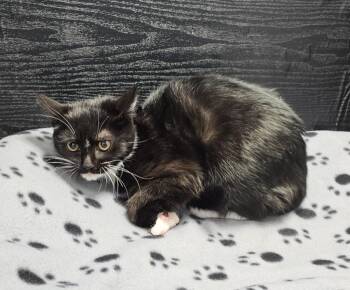 Domestic Short Hair Cats Available for Adoption - Duffy | PetCurious