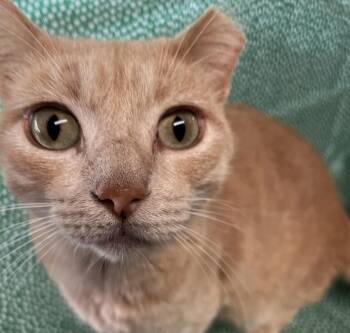 Tiger -  Domestic Short Hair Cat for Adoption in Omaha, Nebraska - Tiger | PetCurious
