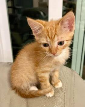 Domestic Short Hair Cats Available for Adoption in Sebastian, Florida - Cheetos | PetCurious