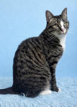 Domestic Short Hair and Tabby Cats Available for Adoption - Wilson Vonmeow | PetCurious