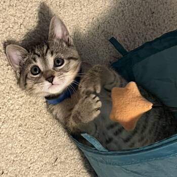 Slush -  Domestic Short Hair Cat for Adoption in Mineral Point, Wisconsin - Slush | PetCurious