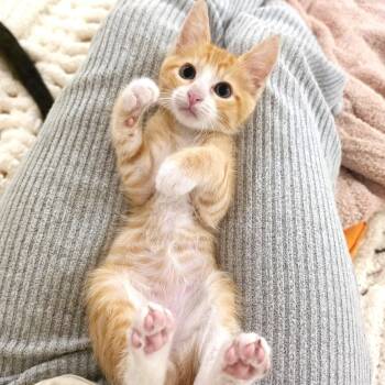 Hashbrown -  Domestic Short Hair Cat for Adoption in Villa Park, California - Hashbrown | PetCurious