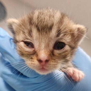 Domestic Short Hair Cats Available for Adoption in Greenville, South Carolina - Elsa | PetCurious
