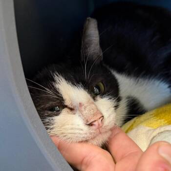 Sparks -  Domestic Short Hair Cat for Adoption in West Palm Beach, Florida - Sparks | PetCurious