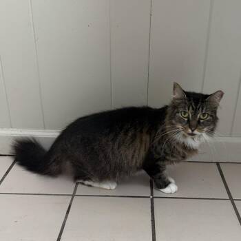 TUSC-Stray-85435_2_3 -  Domestic Short Hair Cat for Adoption in Tuscaloosa, Alabama - TUSC-Stray-85435_2_3 | PetCurious