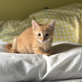 Cheeto -  Domestic Short Hair Cat for Adoption - Cheeto | PetCurious