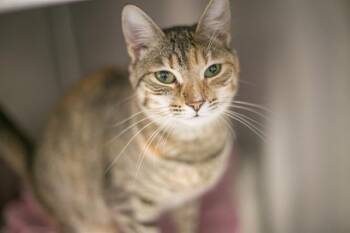 MARBLE -  Domestic Short Hair Cat for Adoption in Charlotte, North Carolina - MARBLE | PetCurious