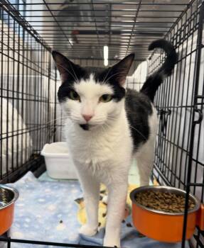 Rescue Domestic Short Hair Cats for Adoption in Levittown, Pennsylvania - Minerva | PetCurious